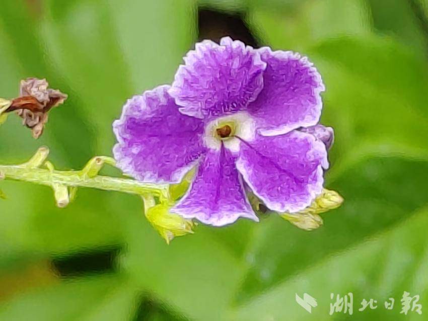 红普京网址